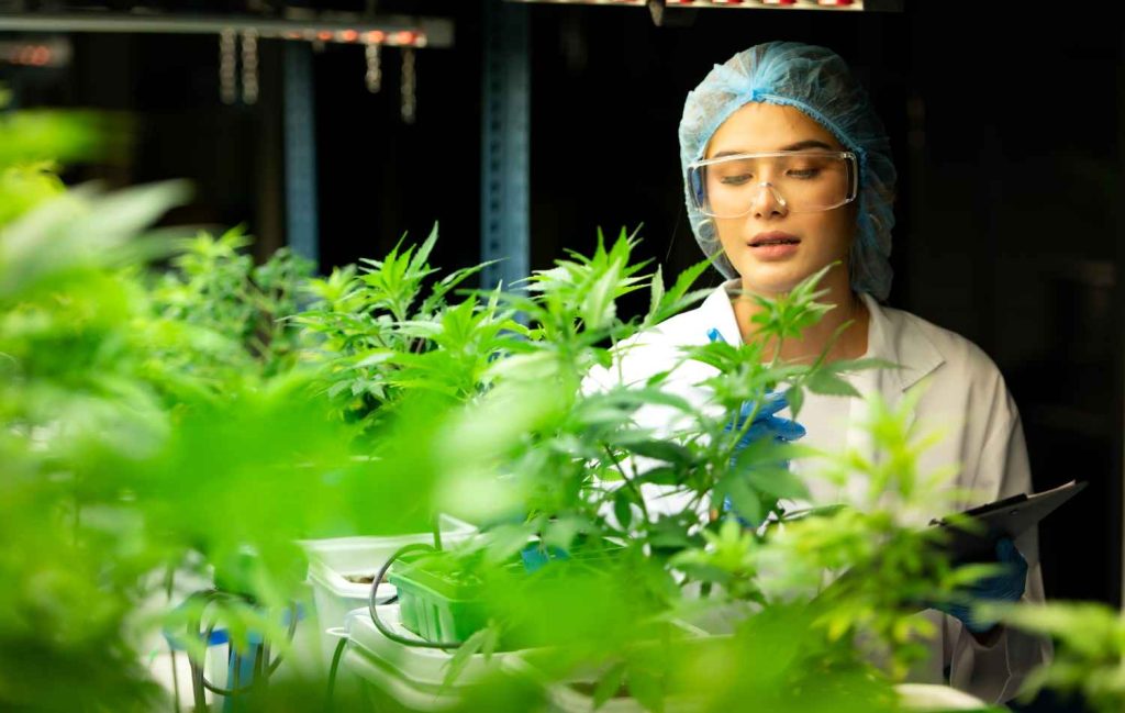 Medical Cannabis Pharmacy