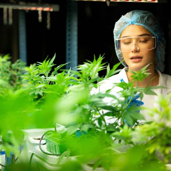 Medical Cannabis Pharmacy2